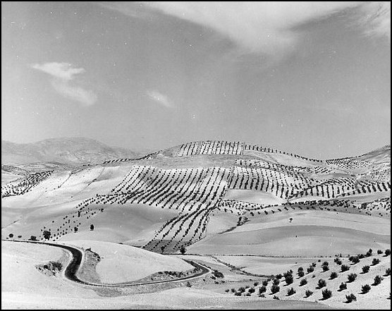 Kees Scherer -Landscape,1966 / Foto 4 articolo best photo history