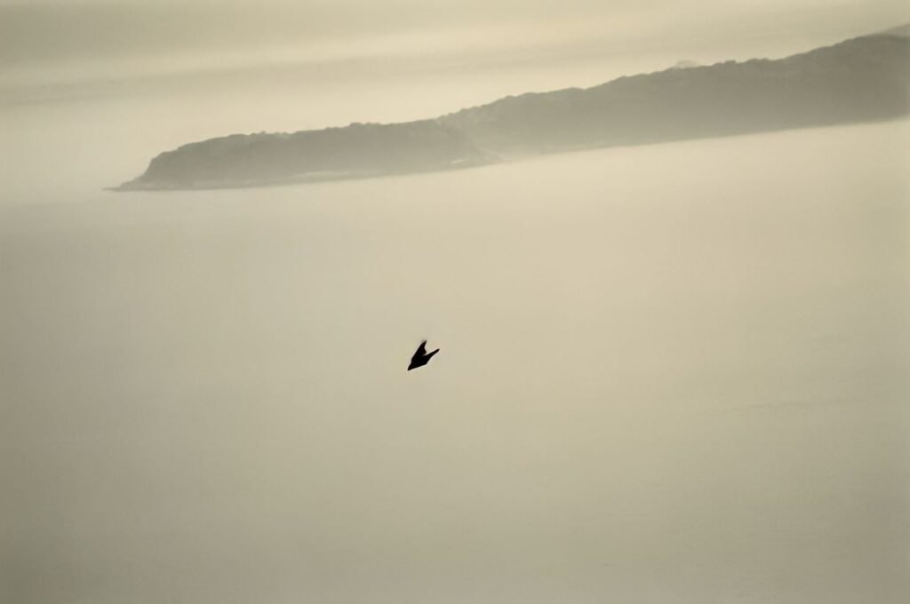 129. Masao Yamamoto - La Fotografia "bonsai" 24 11.articolo Masao Yamamoto best photo history 8