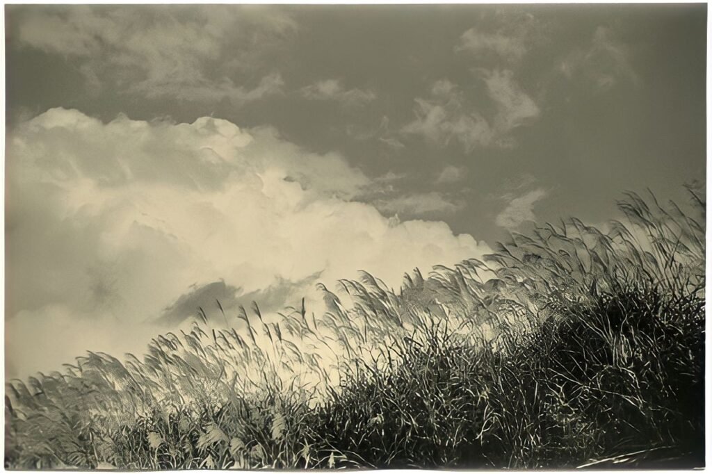 129. Masao Yamamoto - La Fotografia "bonsai" 10 14.articolo Masao Yamamoto best photo history 6