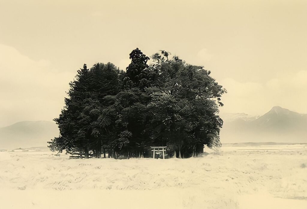 129. Masao Yamamoto - La Fotografia "bonsai" 6 24.articolo Masao Yamamoto best photo history
