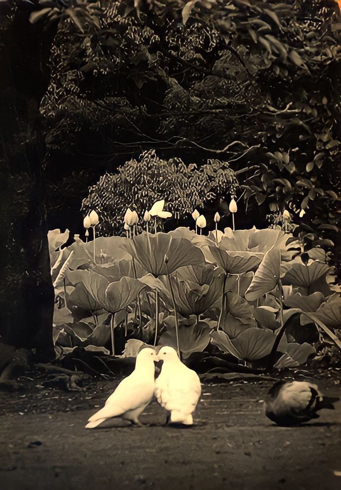 129. Masao Yamamoto - La Fotografia "bonsai" 5 7.articolo Masao Yamamoto best photo history 15