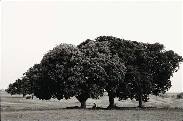 110. Nicholas Vreeland - Un Monaco con la Fotocamera 15 17a.Monk memorizing under mango trees