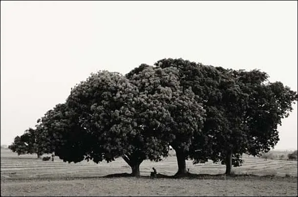 17a.Monk memorizing under mango trees