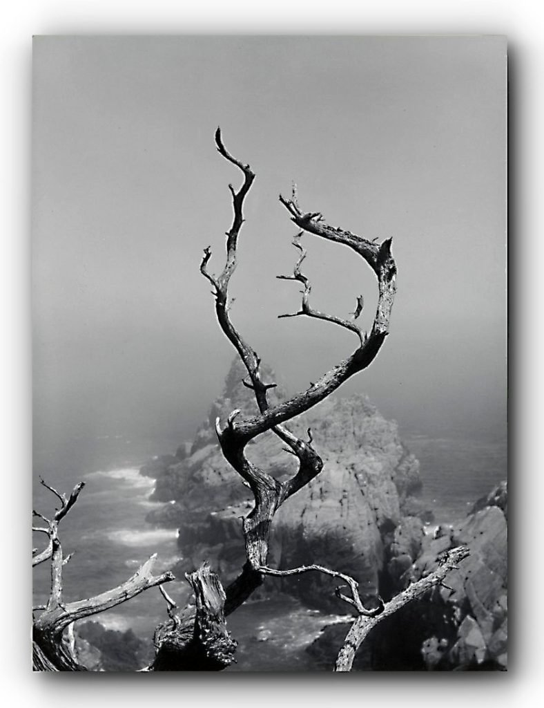 172. Minor White - La Teoria dell'Equivalenza 21 6. Twisted Tree and Sea Point Lobos 1950 1961 Minor White Photo