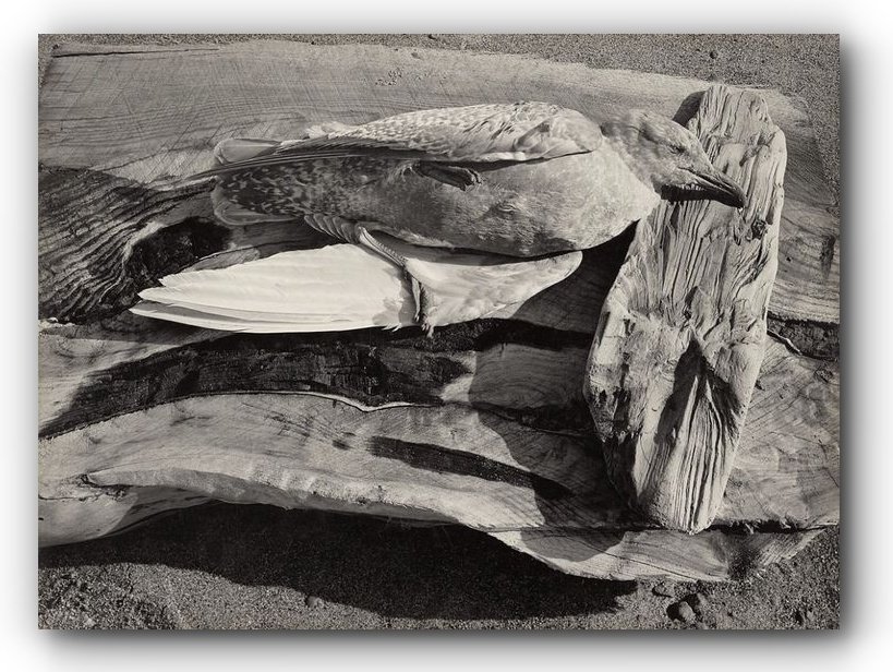 172. Minor White - La Teoria dell'Equivalenza 3 7.Navarro River California 1947 Minor White Photo