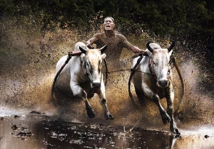 Sony World Photography Awards: Il Premio che Celebra la Fotografia Globale 4 2011.Action Open Winner Chan Kwok Hung Buffalo Race Chan Kwok Hung 2011 jpg