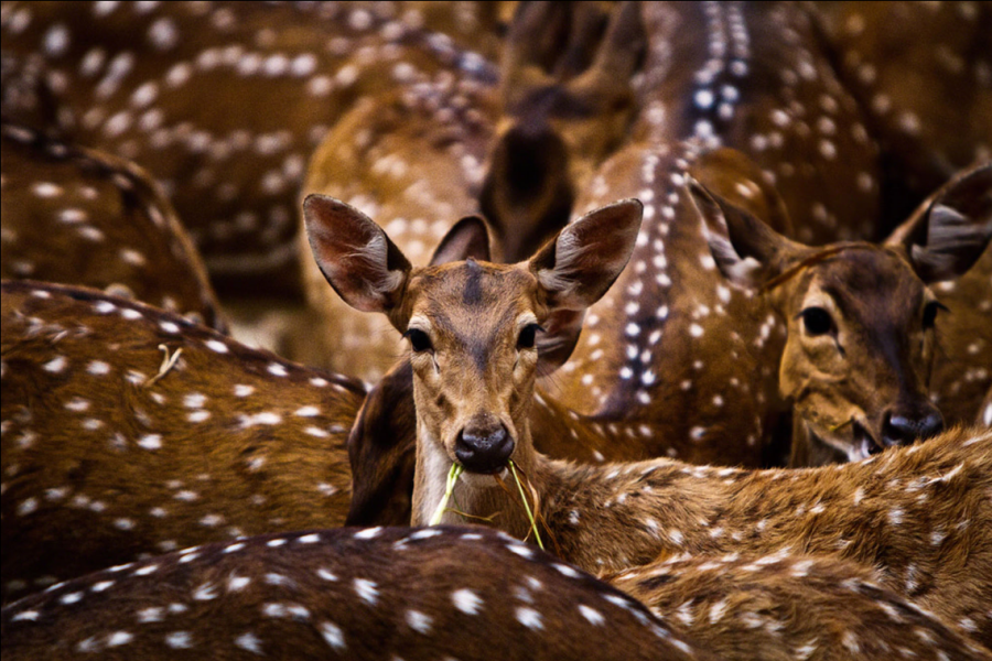 Sony World Photography Awards: Il Premio che Celebra la Fotografia Globale 7 2012. Kuntal Paul India Shortlist Open Nature and Wildlife 2012