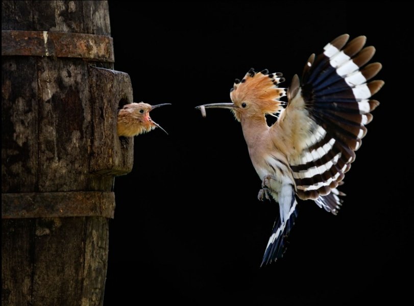 Sony World Photography Awards: Il Premio che Celebra la Fotografia Globale 9 2012.Giovanni Frescura Italy Open Winner Nature and Wildlife 2012 jpg
