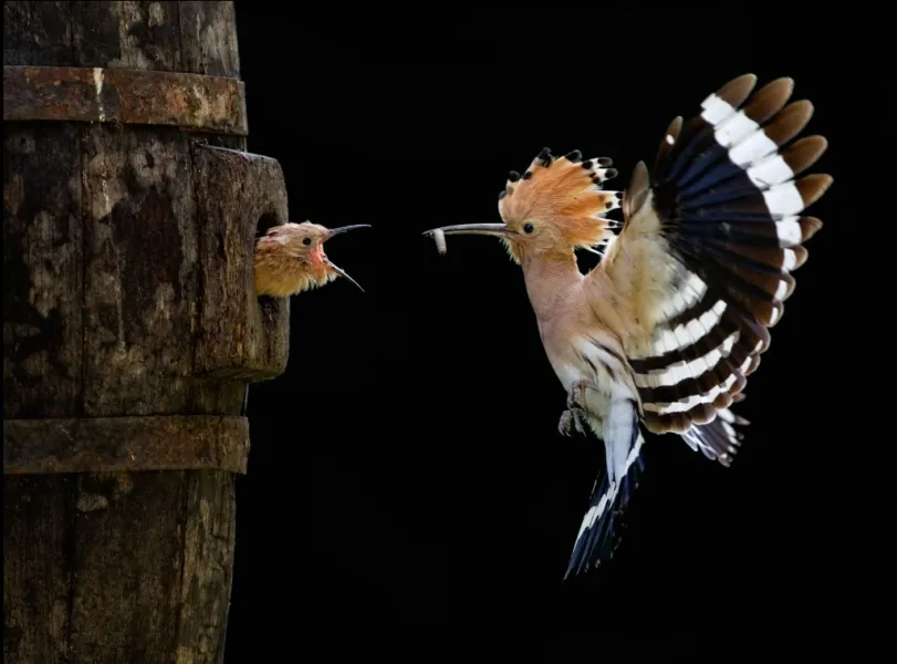 2012.Giovanni Frescura Italy Open Winner Nature and Wildlife 2012 jpg