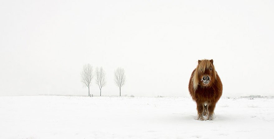 Sony World Photography Awards: Il Premio che Celebra la Fotografia Globale 12 2014.Nature e Wildlife category The cold pony by Gert van den Bosch Netherlands 2014