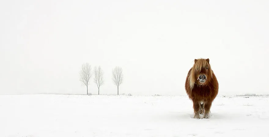 2014.Nature e Wildlife category The cold pony by Gert van den Bosch Netherlands 2014