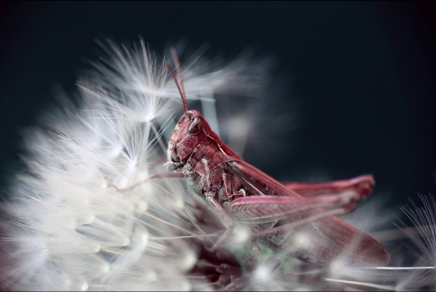 30 Fotografie Vincitrici dei National Awards SWPA 6 2015.Chris Connolly vincitore Ireland National Awards 2015