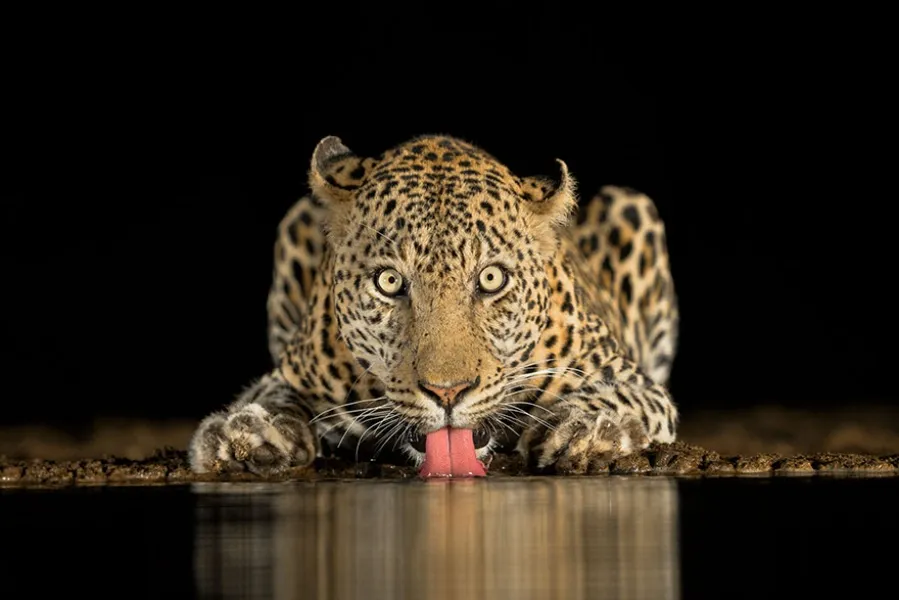 2018. Brendon Cremer vincitore South Africa National Awards 2018