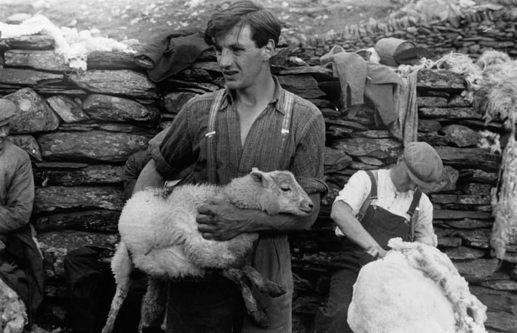 169. Grace Robertson - Reportage iconici sulla vita reale e la quotidianità 10 10. Snowdonia wales shearing farm 1951 Grace Robertson