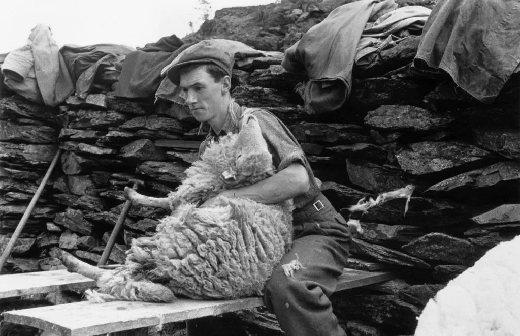 11.1951 Snowdonia wales shearing sheep 1951 grace Robertson