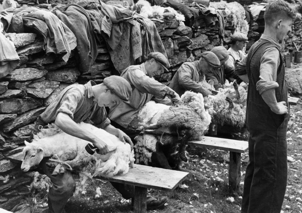 12.1951 Snowdonia wales shearing sheep 1951 grace Robertson