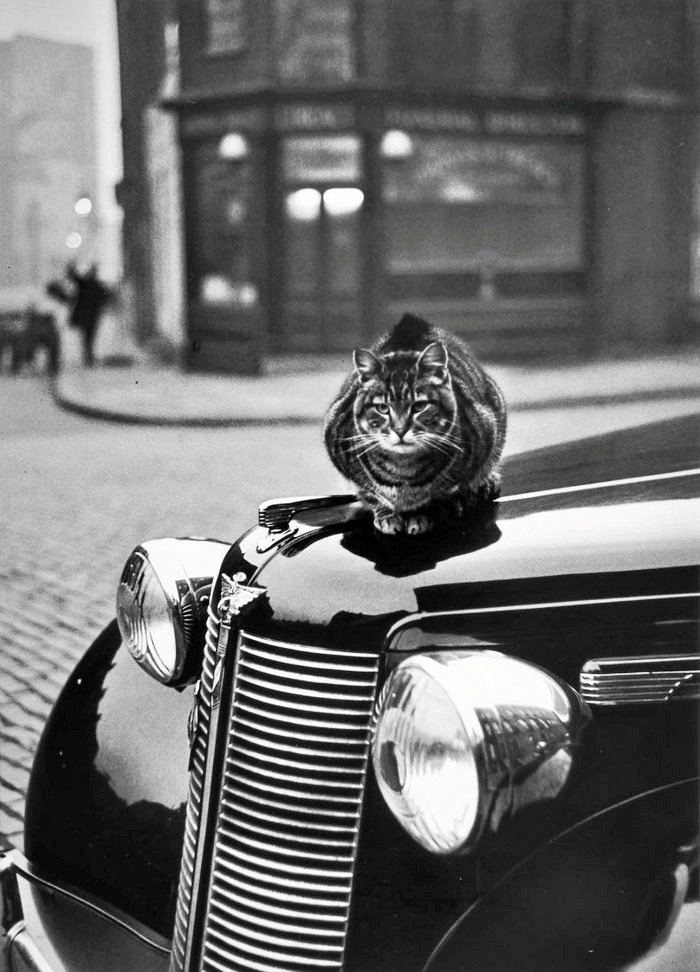 170.Thurston Hopkins - Lo sguardo umano della fotografia britannica 13 13.Cats of London Reportage 1951.Thurston Hopkins foto