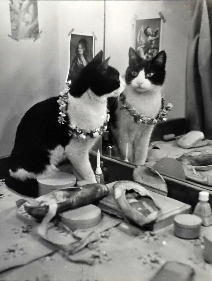 170.Thurston Hopkins - Lo sguardo umano della fotografia britannica 14 14.Cats of London Reportage 1951.Thurston Hopkins foto
