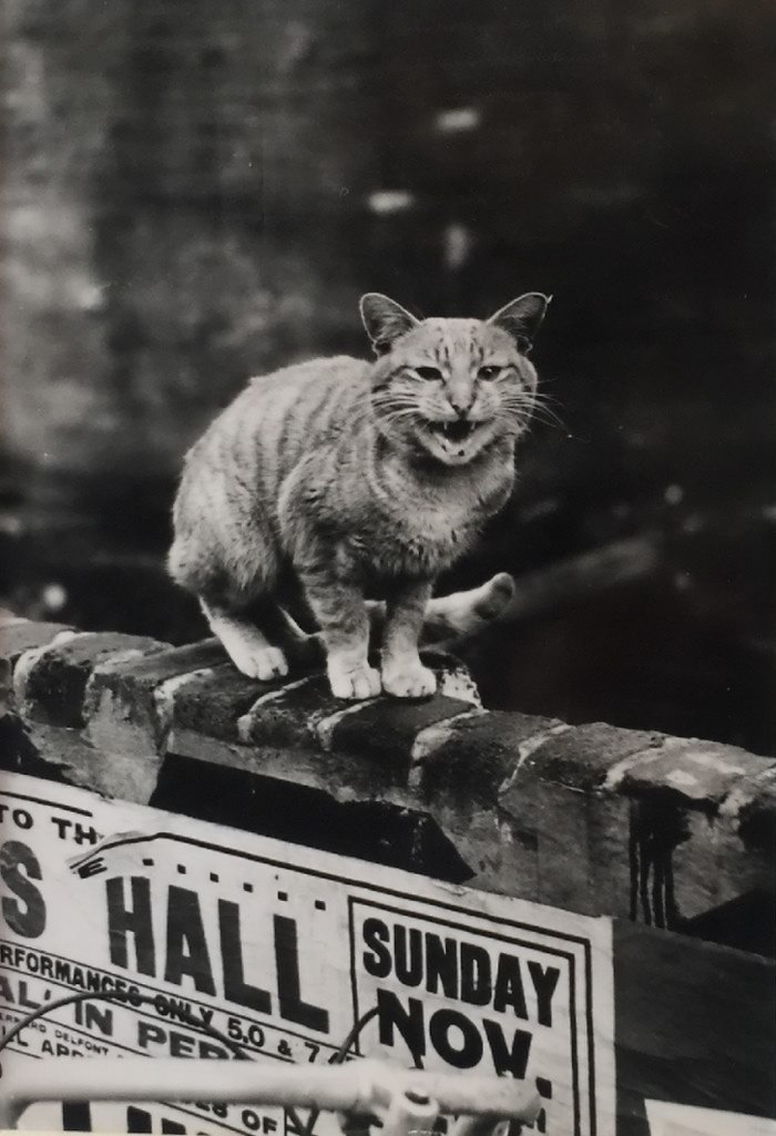 170.Thurston Hopkins - Lo sguardo umano della fotografia britannica 15 15.Cats of London Reportage 1951.Thurston Hopkins foto