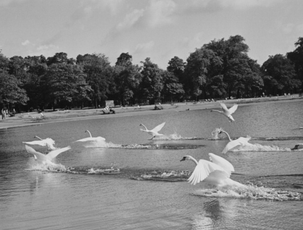 170.Thurston Hopkins - Lo sguardo umano della fotografia britannica 2 2.I cigni prendono il volo dal Round Pond nei Kensington Gardens Londra giugno 1952.Thurston Hopkins foto