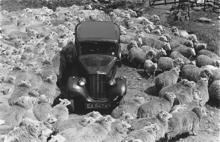 169. Grace Robertson - Reportage iconici sulla vita reale e la quotidianità 7 7.Lost in sheep 1951 Grace Robertson