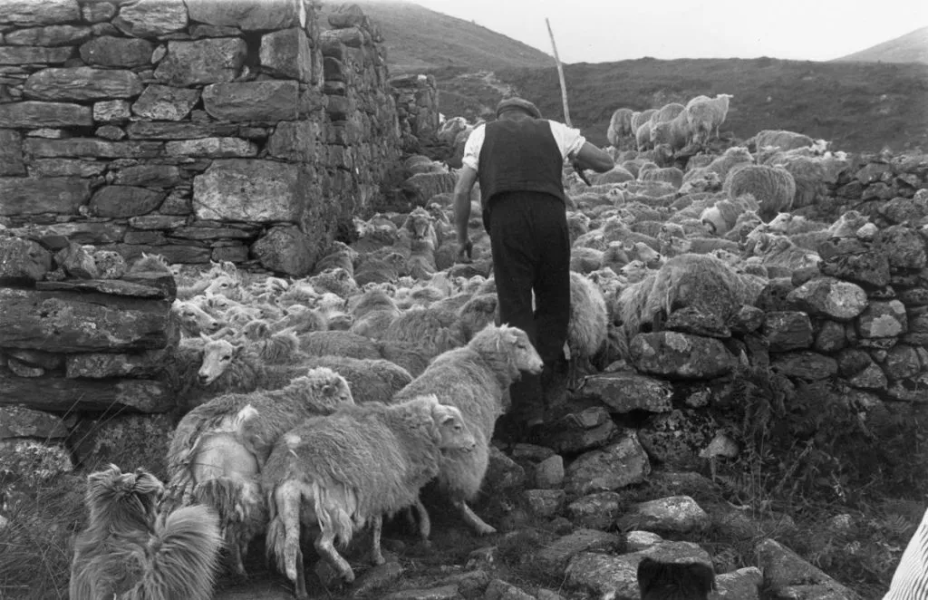 8.A shepherd with his flock at Hafod y Llan in Snowdonia 1951. Grace Robertson