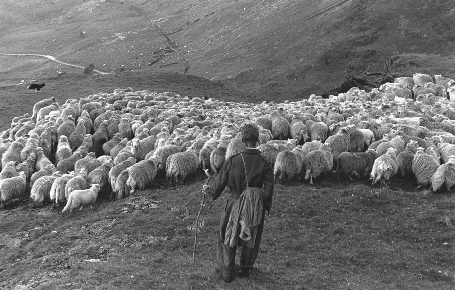 169. Grace Robertson - Reportage iconici sulla vita reale e la quotidianità 9 9.Snowdonia sheep 1951 Grace Robertson