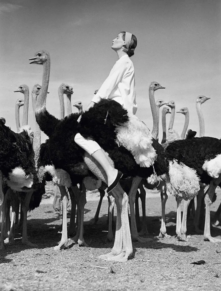 9.Wenda Parkinson and Ostriches. South Africa Vogue1951 Norman Parkinson foto