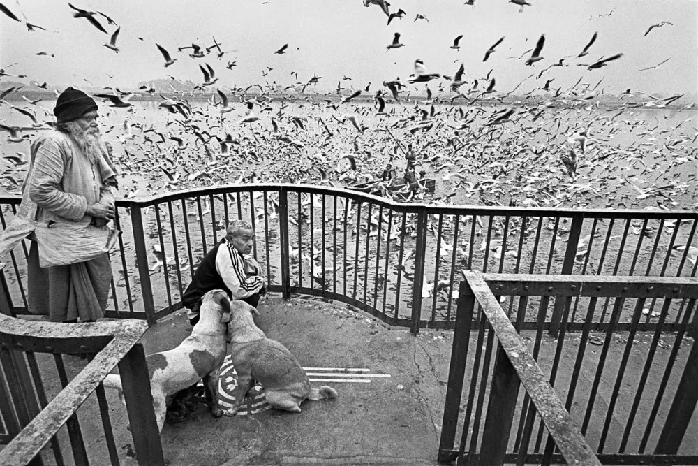 17. Feeding Seagulls on the Jamuna. Delhi 1995. Raghu Rai