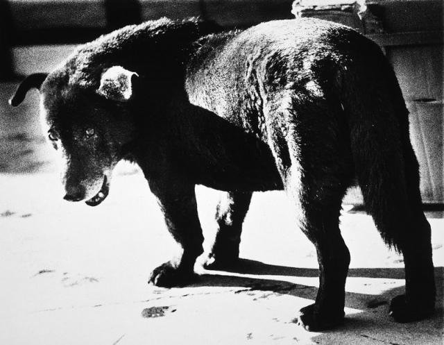 128.Daido Moriyama – Visioni oniriche della realtà 20 20.Stray Dog Misawa 1971. Daido Moriyama
