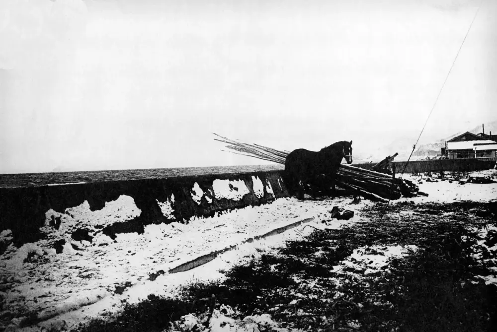 128.Daido Moriyama – Visioni oniriche della realtà 22 22.Winter trip. horse Shashin Jidai 1981 88.Daido Moriyama foto