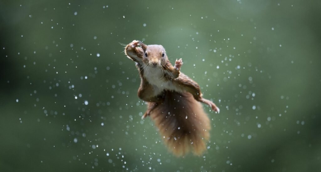 11.Jumping Jack by Alex Pansier Nikon Comedy Wildlife Awards 2022