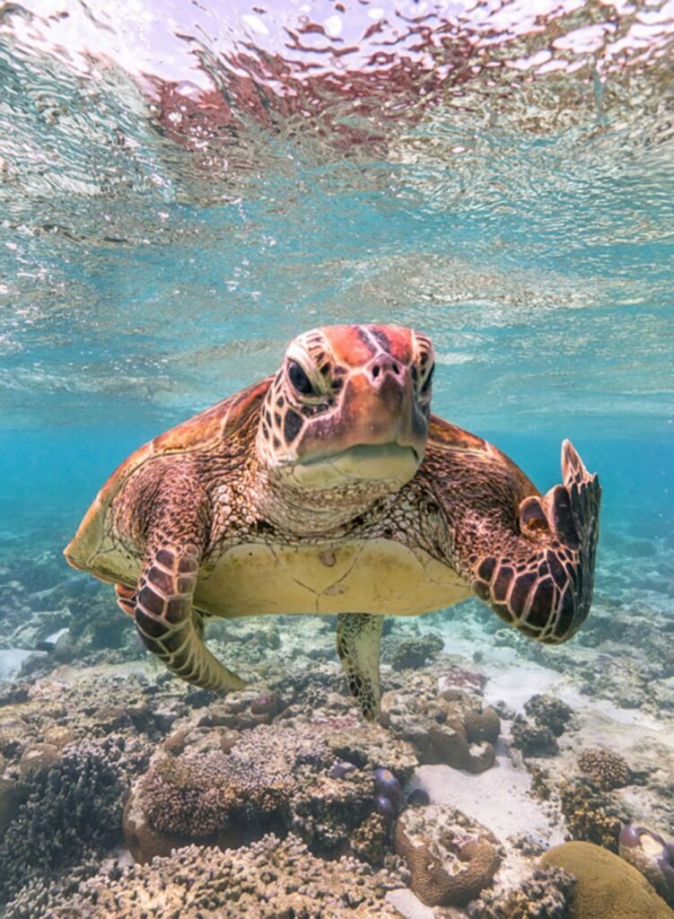 12.Terry the Turtle Flipping the Bird di Mark Fitzpatrick vincitore del Nikon Comedy Wildlife Awards 2020