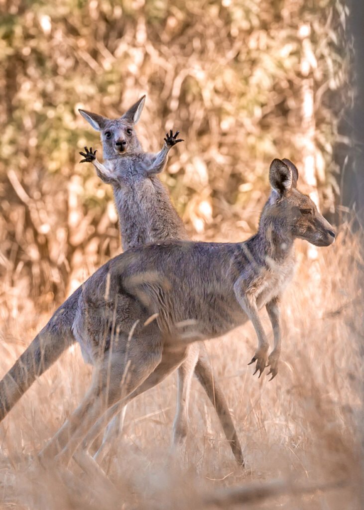 15.Boing by Lara Mathews Nikon Comedy Wildlife Awards 2023