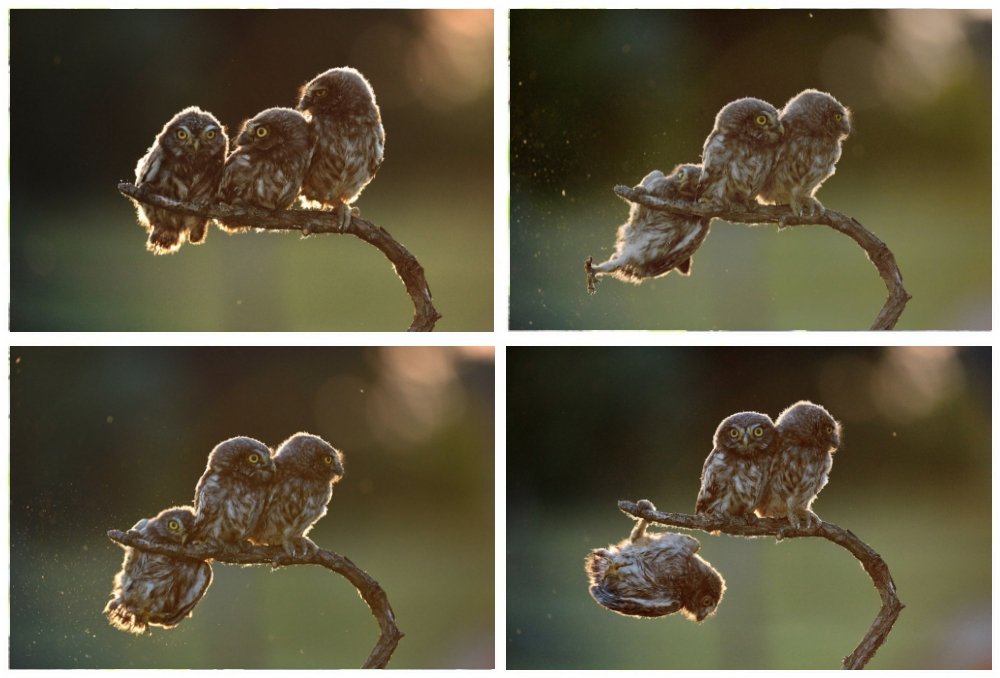 23.La serie completa di immagini presentate da Tibor Kerccz al Nikon Comedy Wildlife Awards 2017