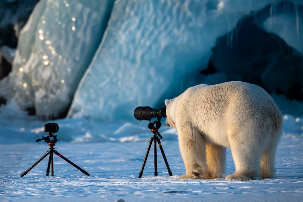 27.Bear by Roie Galitz Nikon Comedy Wildlife Awards 2018