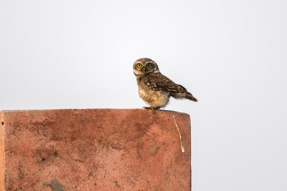 28.Arshdeep Singh photo Nikon Comedy Wildlife Awards 2018