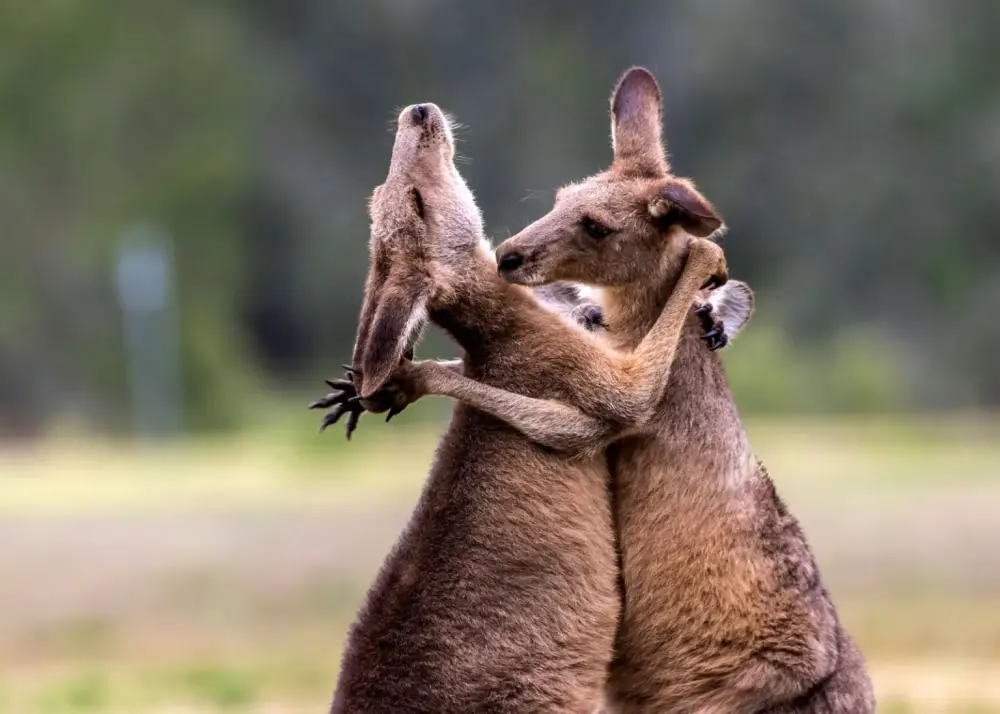 3.RoO mantic Moments by Alexander Babych Nikon Comedy Wildlife Awards 2019