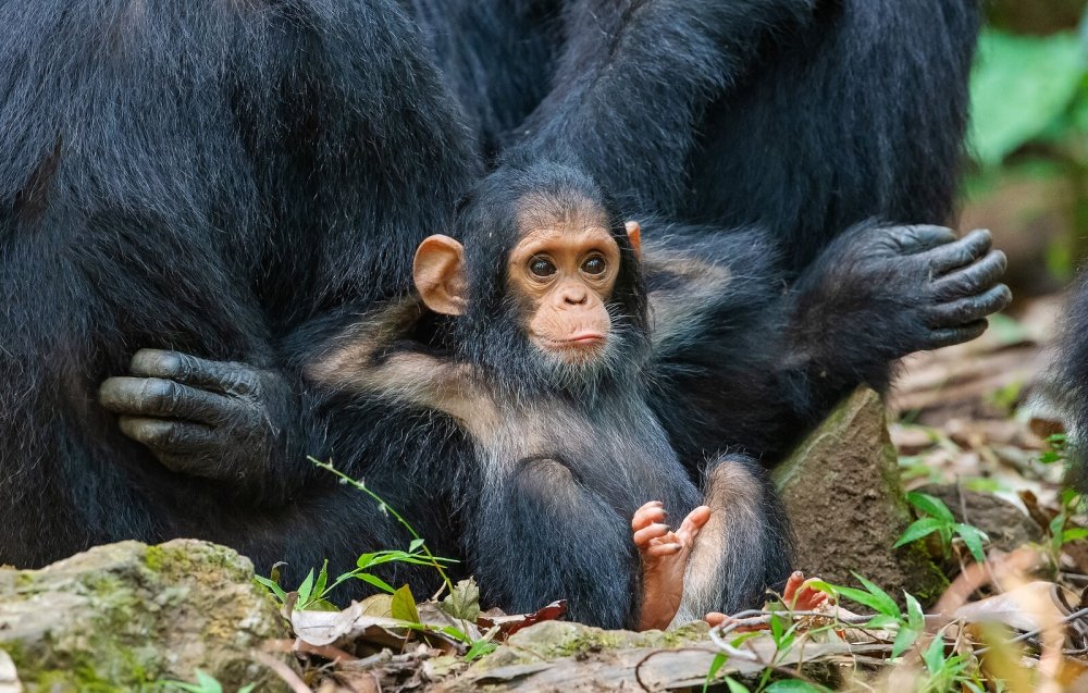 31. Laid Back by Tom Mangelsen Nikon Comedy Wildlife Awards 2019
