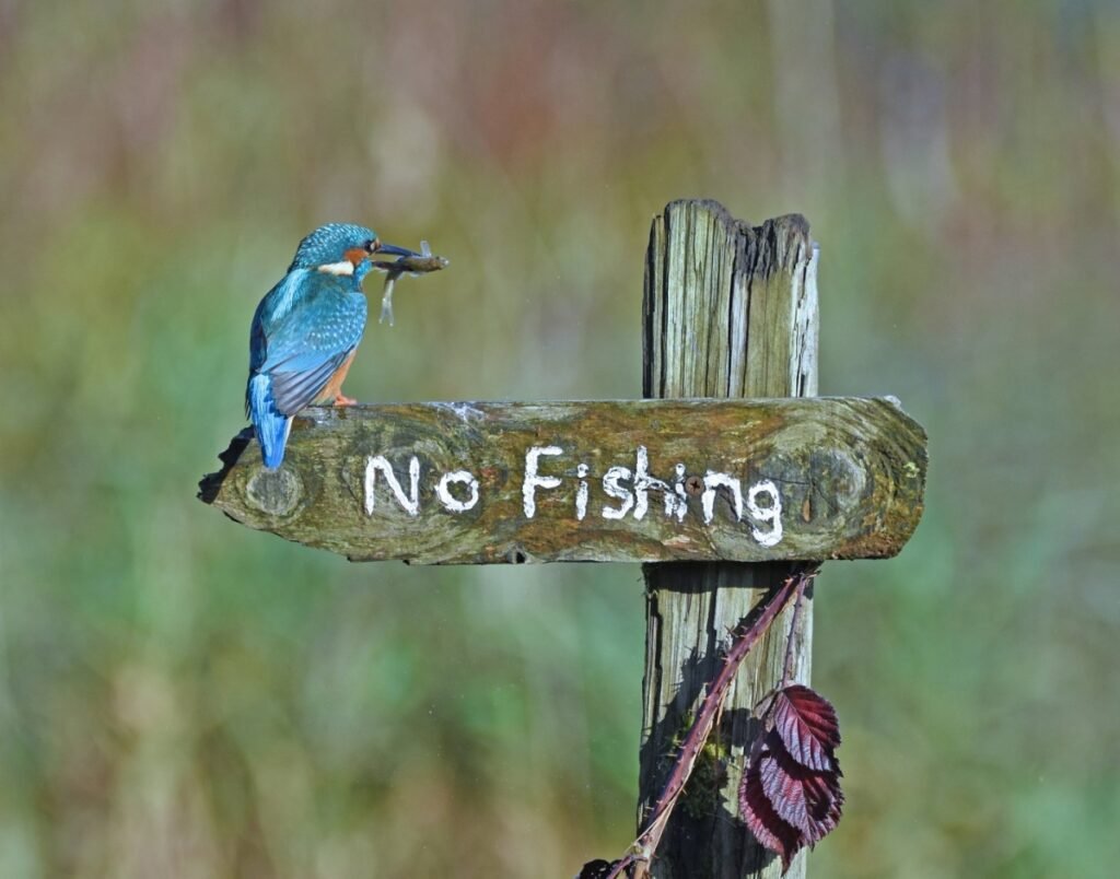 32.Its a mocking Bird by Sally Lloyd Jones Nikon Comedy Wildlife Awards 2020