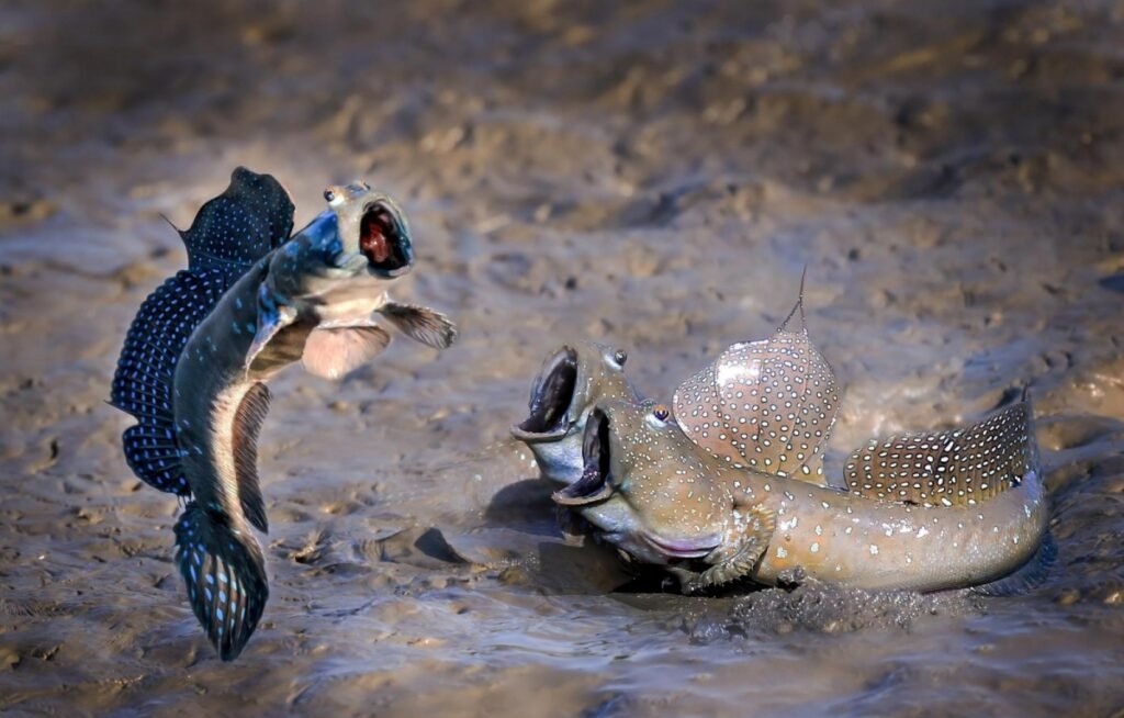 36.See who jumps high by Chu han Lin Nikon Comedy Wildlife Awards 2021