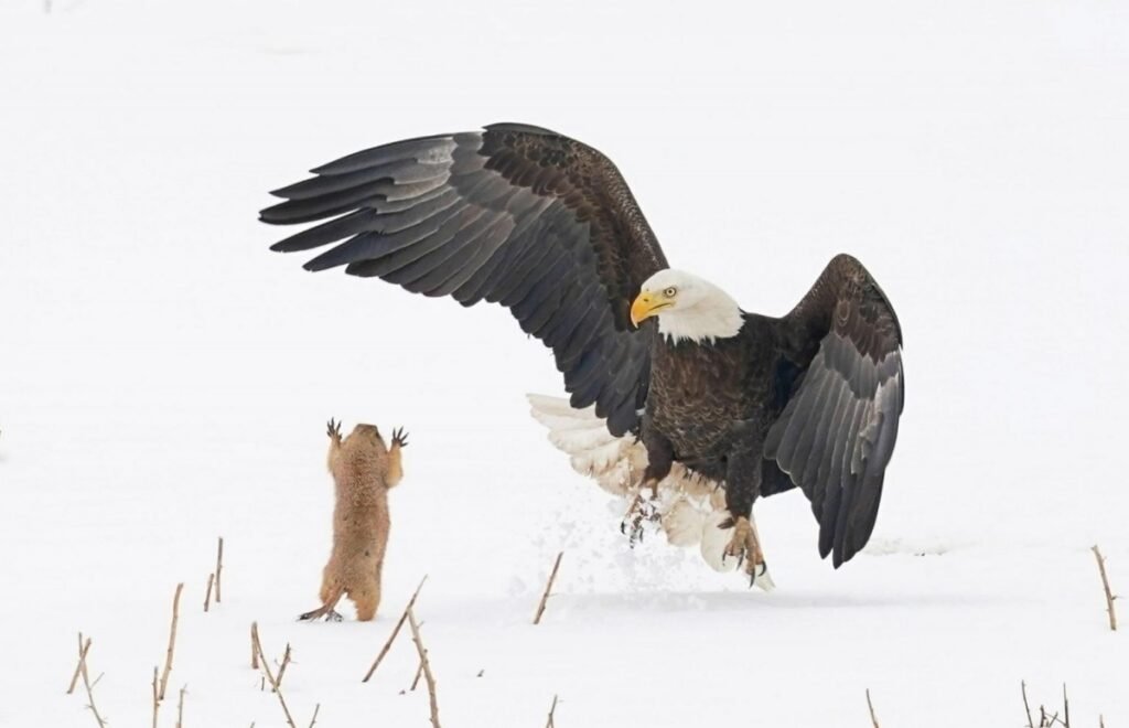 37.Ninja Prairie Dog by Arthur Trevino Nikon Comedy Wildlife Awards 2021