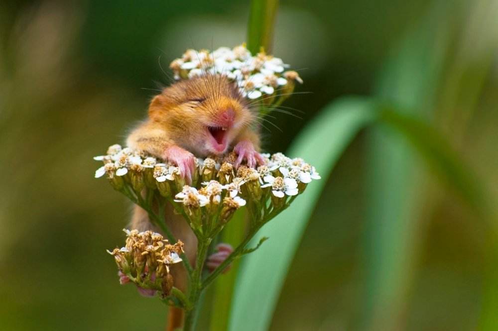 4. The laughing dormouse by Andrea Zampatti Nikon Comedy Wildlife Awards 2017
