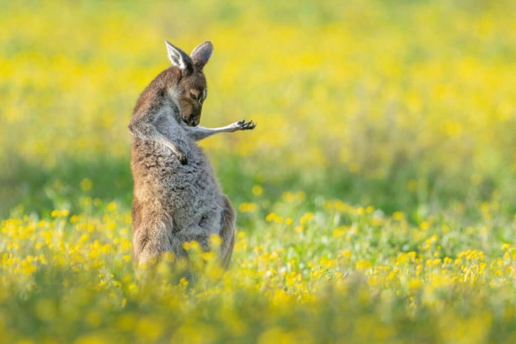 41.Air Guitar Roo by Jason Moore Vincitore Nikon Comedy Wildlife Awards 2023