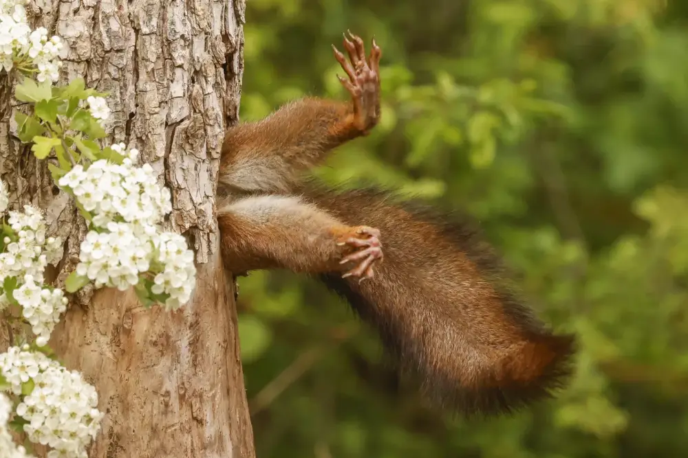 44.Stuck Squirrel by Milko Marchetti – Vincitore Nikon Comedy Wildlife Awards 2024