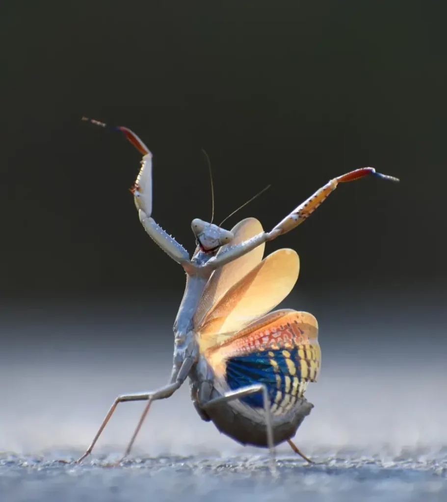 45.Mantis Flamenca by Jose Miguel Gallego Molina Nikon Comedy Wildlife Awards 2024