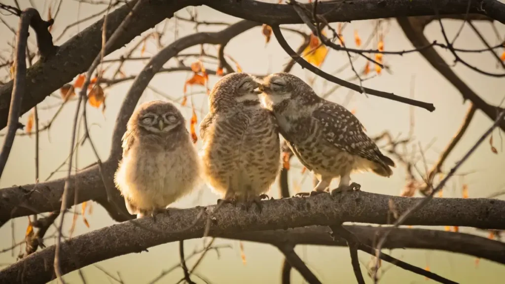 46.Smooching Owlets by Sarthak Ranganadhan Nikon Comedy Wildlife Awards 2024