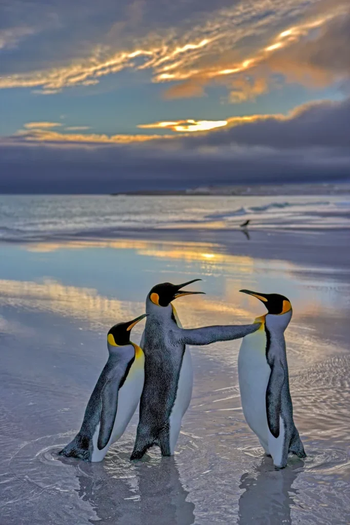 47. Alright Mate Back off this is my bird by Andy Rouse Nikon Comedy Wildlife Awards 2024