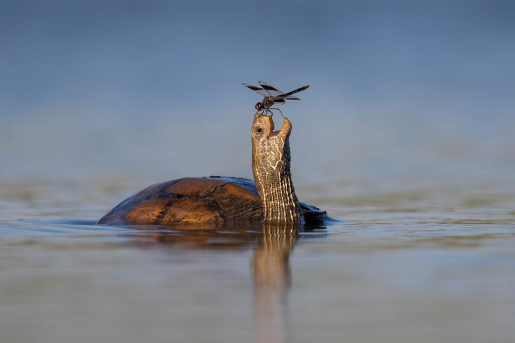 5.The happy turtle by Tzahi Finkelstein Nikon Comedy Wildlife Awards 2023