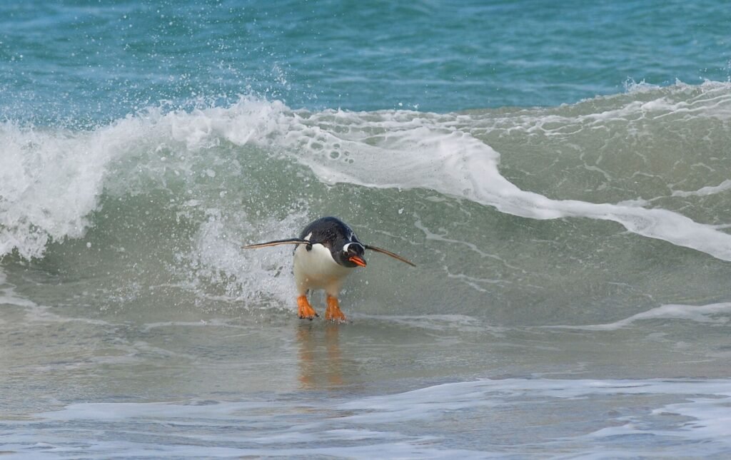6.Surfing.South Atlantic Style by Elmar Weiss Nikon Comedy Wildlife Awards 2019